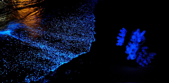 Taki Tasarimcisi Aişegül Telli, Deniz Canlilarindan İlham Aliyor