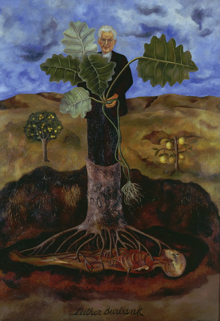  Frida Kahlo , “Retrato de
Luther Burbank (Portrait of Luther Burbank)”, 1932 © Colección Museo Dolores
Olmedo, Xochimilco, México. Frida Kahlo, Retrato de
Luther Burbank (Portrait of Luther Burbank), 1932, © Colección Museo Dolores
Olmedo, Xochimilco, México.