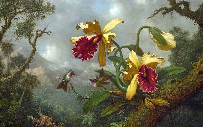 Martin Johnson Heade, Sinek Kuşları ve Altın ve Mor Orkideler, 1875-83, Tahmin: 1.200.000 $ - 1.800.000 $