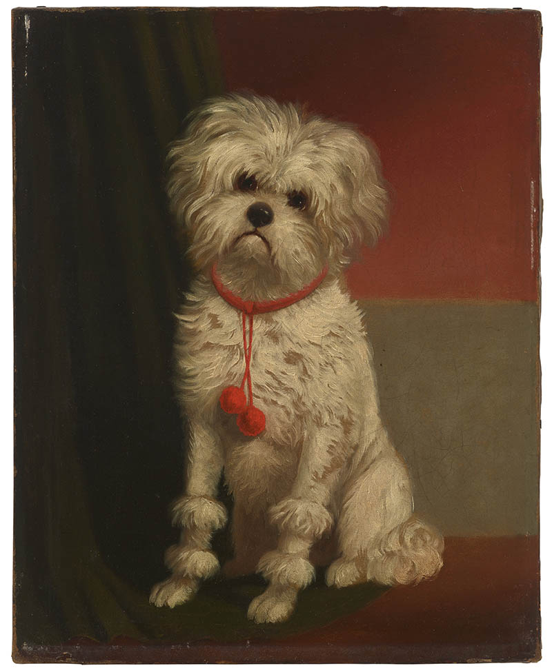 Carl Reichert'ten Sonra, Kırmızı Ponpon Yakalı Bir Malta Köpeği.