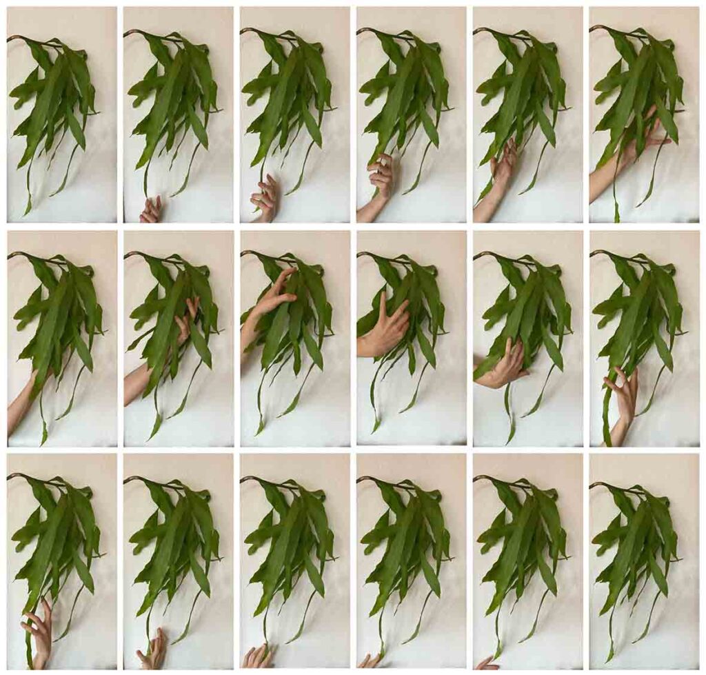 Bitkilerle Aramızda, Fulya Uçanok’un izniyle.