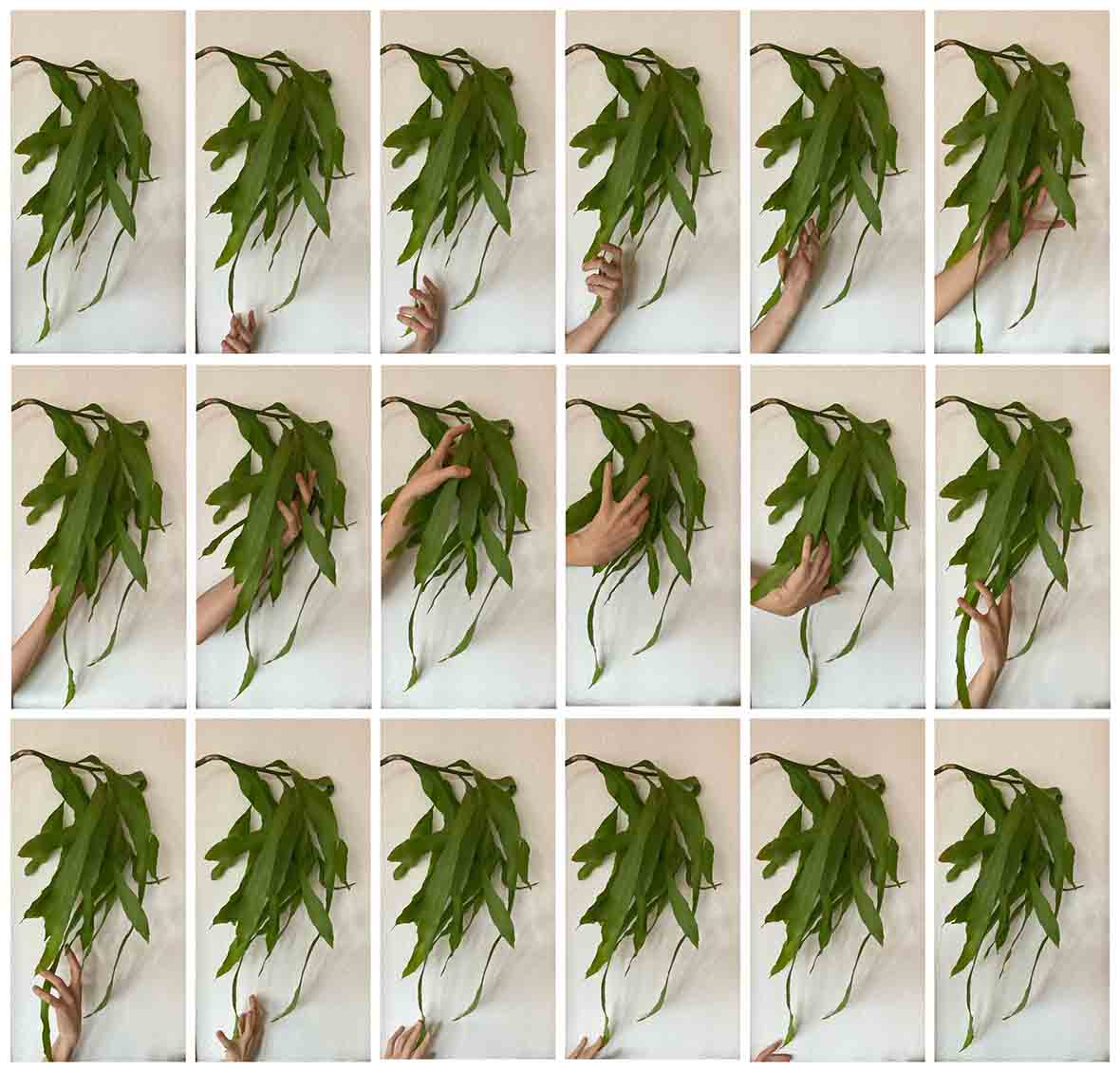 Bitkilerle Aramızda, Fulya Uçanok’un izniyle.