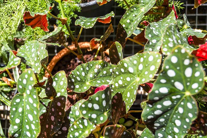 Kış Bahçesi, Salt Beyoğlu, Fotoğraf: Mustafa Hazneci.