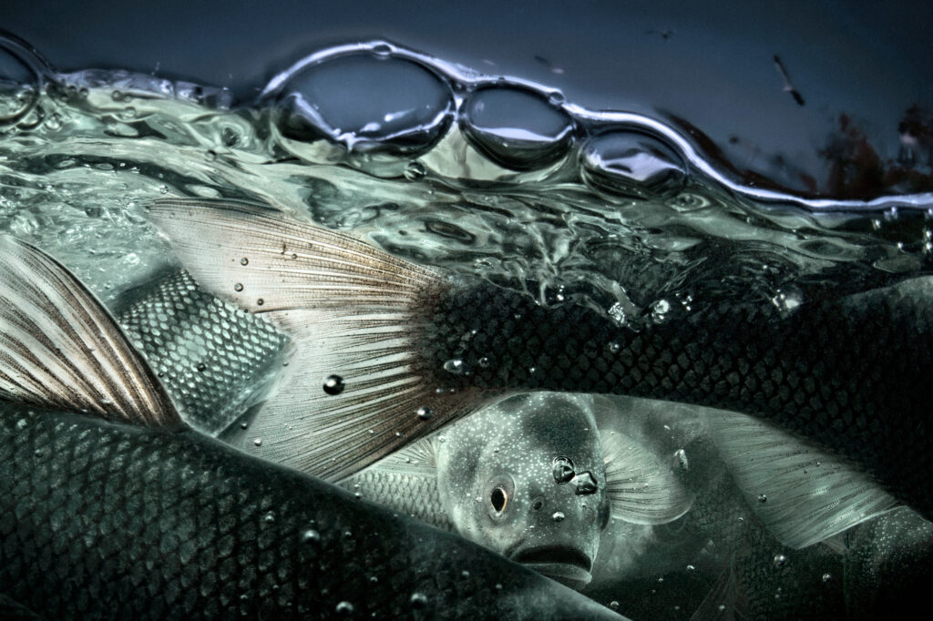 Saygun Dura, Arşivsel Pigment Baskı, 75x110 cm., Edisyon 2/6, Van 2019.