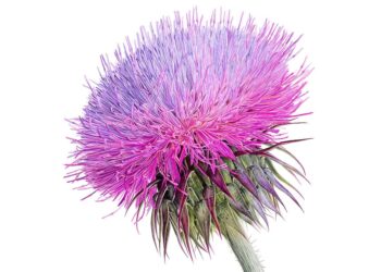 Eşekdikeni - Carduus nutans L., Ayşe Didem Demir’in izniyle.