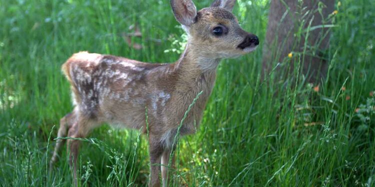 Ahmet Emre Kütükçü ve WWF-Türkiye’nin izniyle.
