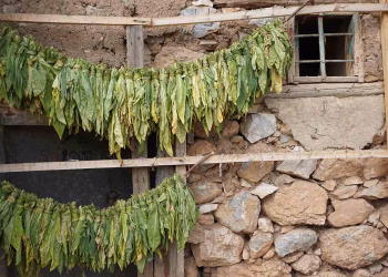 Aşkın Ercan, Geçmişin Sesi & Zerban, 2022, Fine Art Baskı, 30 x 40 cm, (9 Adet).