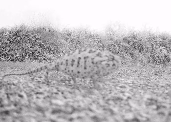 Alp Sime, Bukalemun, Arşivsel Pigment Baskı, 5+1 AP, 53x37 cm.