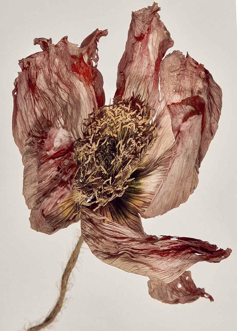 Ali Ghorbani Moghaddam, ARUCAD Fotoğraf Bölümü Mezunu, “part is missing”, digital photography, 2023.